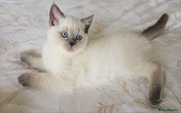 Scottish Fold cats for sale: 😻SF pedigree TICA 😸 READY TO LEAVE😸 - Image 1