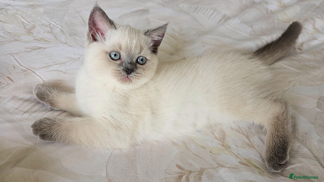 Scottish Fold cats for sale: 😻SF pedigree TICA 😸 READY TO LEAVE😸 - Image 1