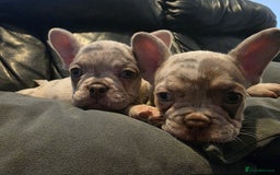 French Bulldog dogs for sale: 🐾 Stunning Pups Only 2 left  🐾 - Image 11