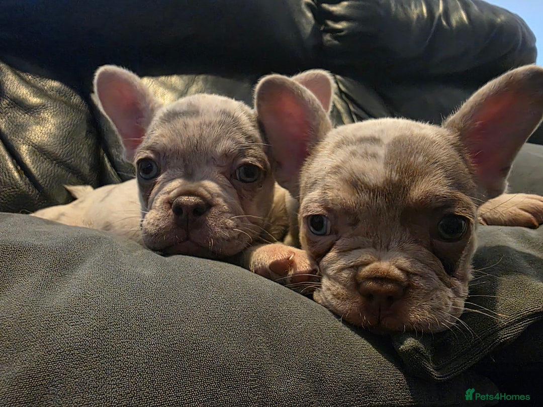 French Bulldog dogs for sale: 🐾 Stunning Pups Only 2 left  🐾 - Image 11