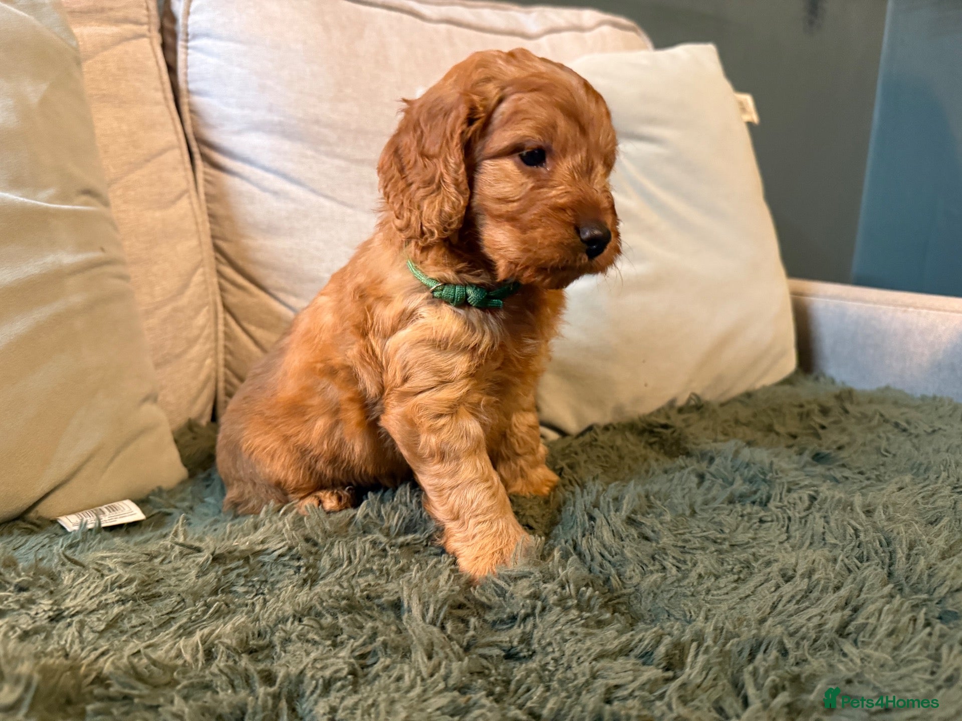 Cockapoo dogs for sale: Beautiful Litter of F1 Toy Cockapoo Puppies - Advert 2