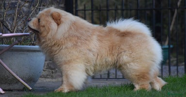 Chow Chow dogs - Advert 6