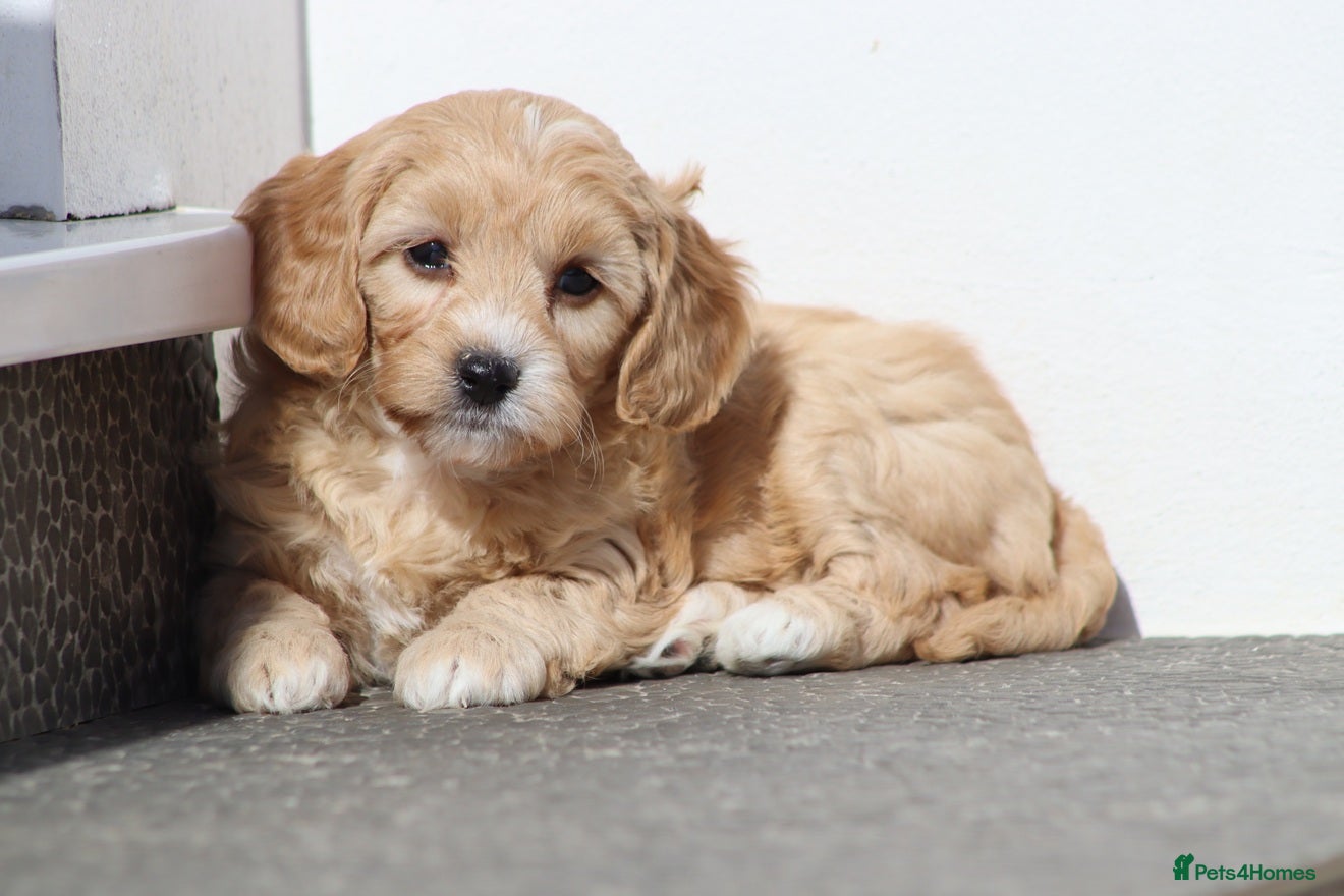 Cavapoochon dogs Cavapoochon puppies for sale - Advert 1