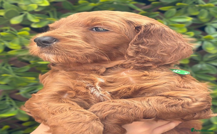 Goldendoodle dogs - Advert 3