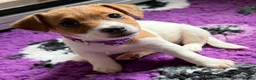 Jack Russell dogs for sale: Bred From Health Tested Parents - Advert 12