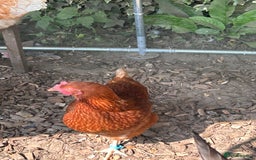 Chickens poultry for sale: 8 hybrid hens for sale  - Image 14