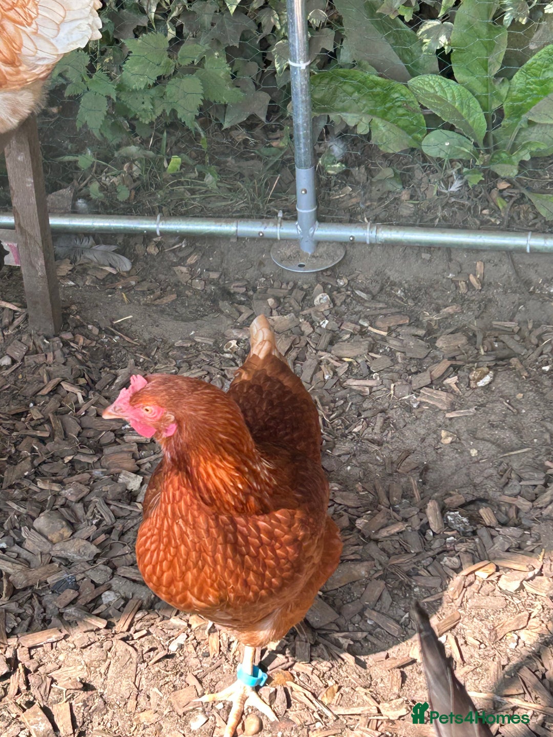 Chickens poultry for sale: 8 hybrid hens for sale  - Image 14