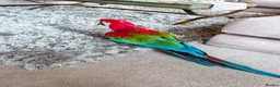 Macaws birds for sale: Tame & Talking Greenwing Macaw - Advert 3