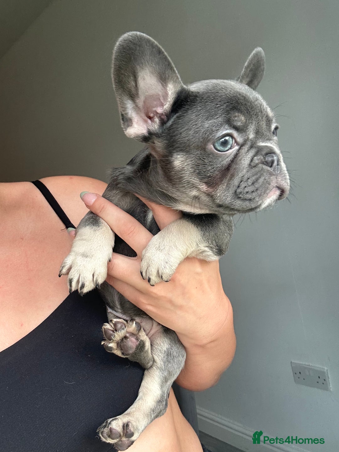 French Bulldog dogs for sale: 1 Gorgeous Lilac & Cherry Tan Girl Frenchie LEFT - Image 4