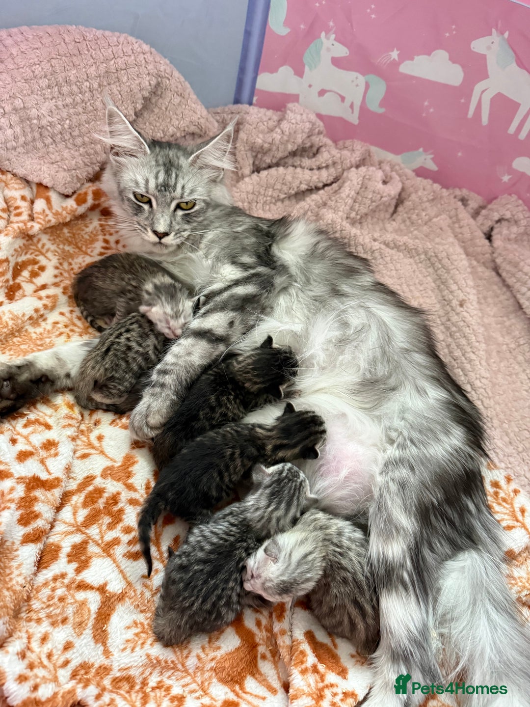 Maine Coon cats for sale: Maine Coon x Savannah Kittens - Advert 1