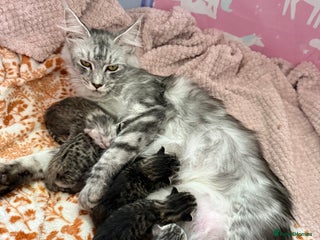 Maine Coon cats Maine Coon x Savannah Kittens - Advert 1