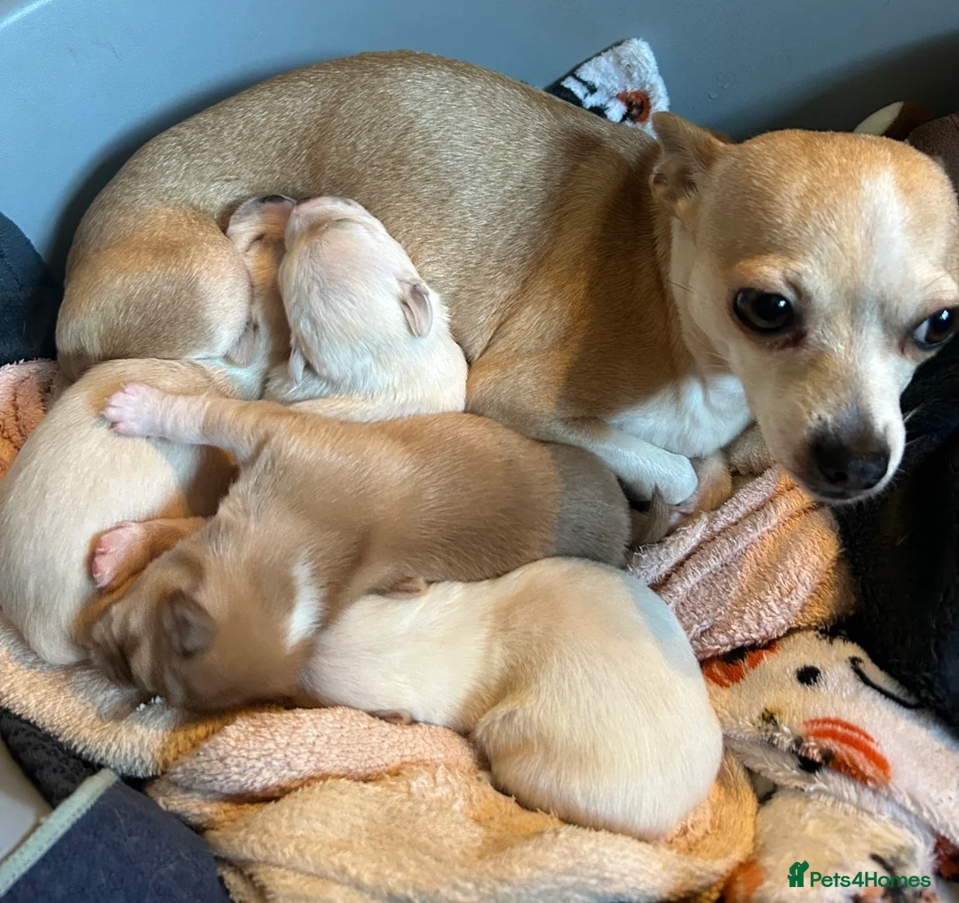 Chihuahua dogs for sale: Four beautiful chihuahua puppies  - Advert 1