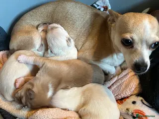 Chihuahua dogs Four beautiful chihuahua puppies - Advert 1