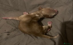 Cocker Spaniel dogs for sale: ‘Show Type’ Cocker Spaniel Puppies. KC Registered. - Image 23