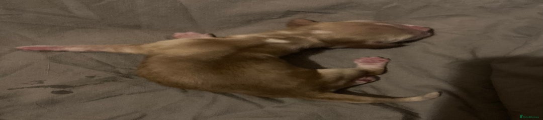 Sable 
