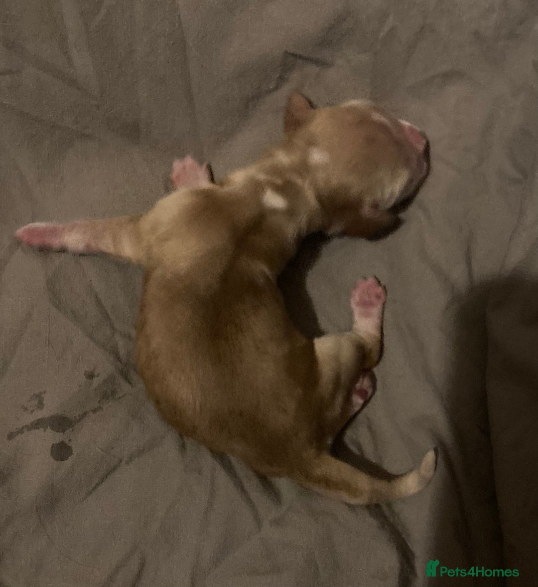 Cocker Spaniel dogs for sale: ‘Show Type’ Cocker Spaniel Puppies. KC Registered. - Image 23