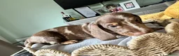 Miniature Dachshund dogs for sale: Beautiful Miniatures  - Advert 5
