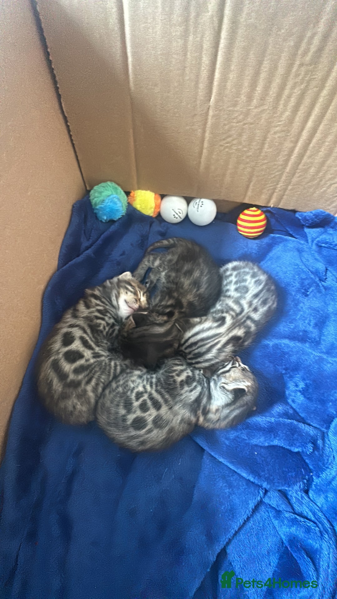 Bengal cats for sale: Silver Purebreed Bengals - Advert 6