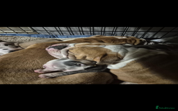 Mixed Breed dogs for sale: Bulldog puppy in Bristol - Image 4