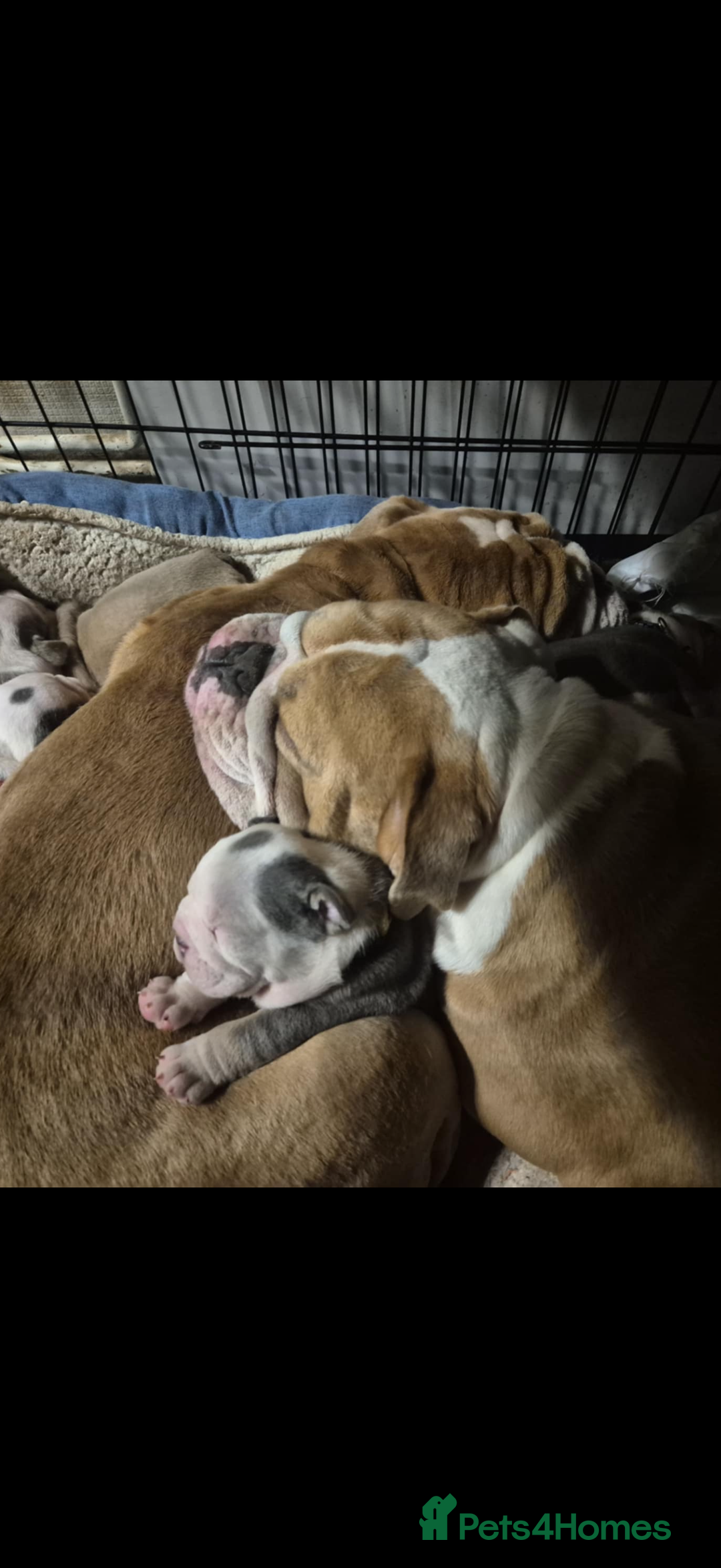 Mixed Breed dogs for sale: Bulldog puppy in Bristol - Image 4