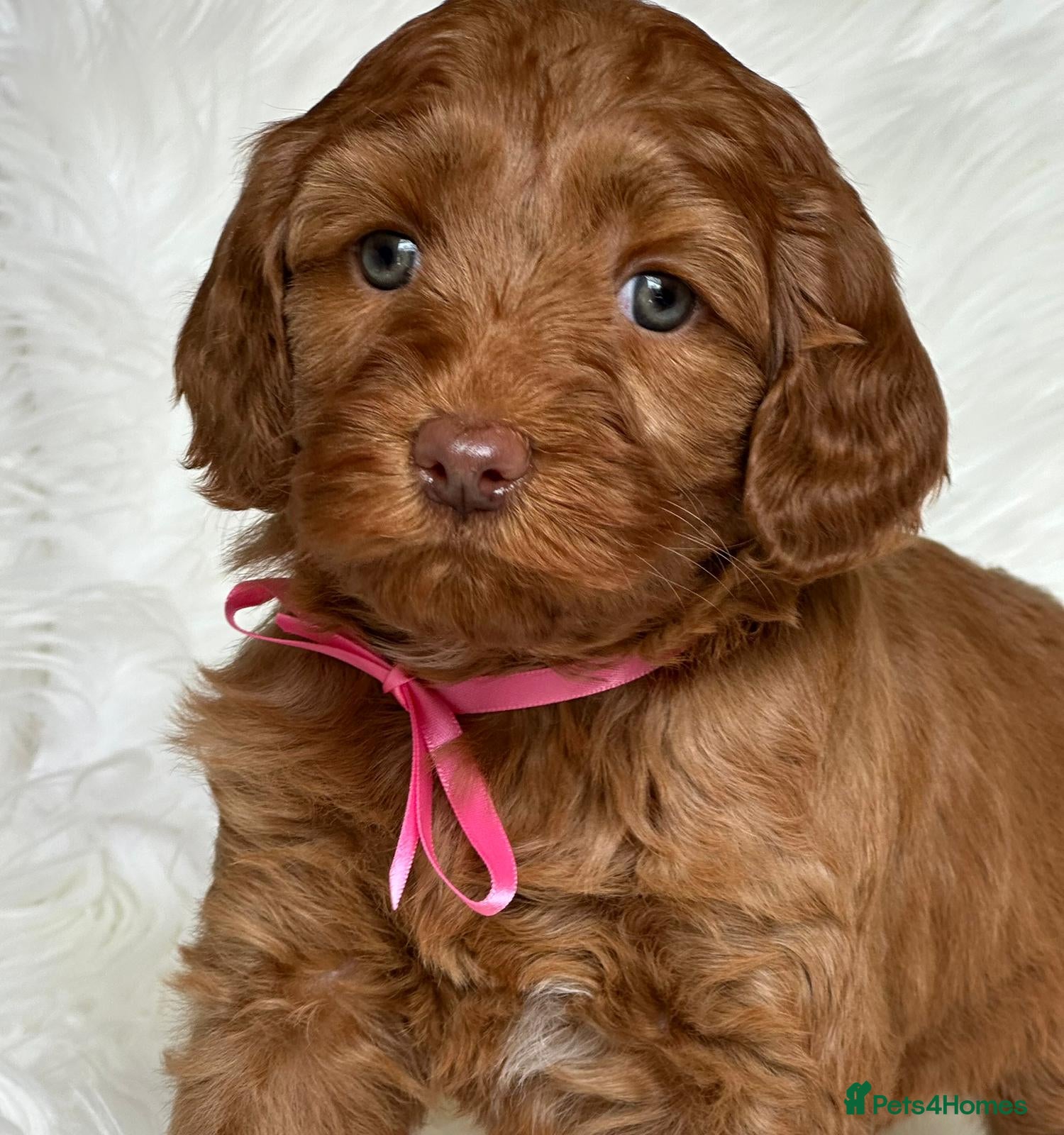 Australian Labradoodle dogs Superior Authentic Australian Labradoodle Puppies - Advert 2