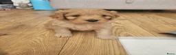 Mixed Breed dogs for sale: Female Cavapoochon puppies in Merthyr Tydfil - Advert 4
