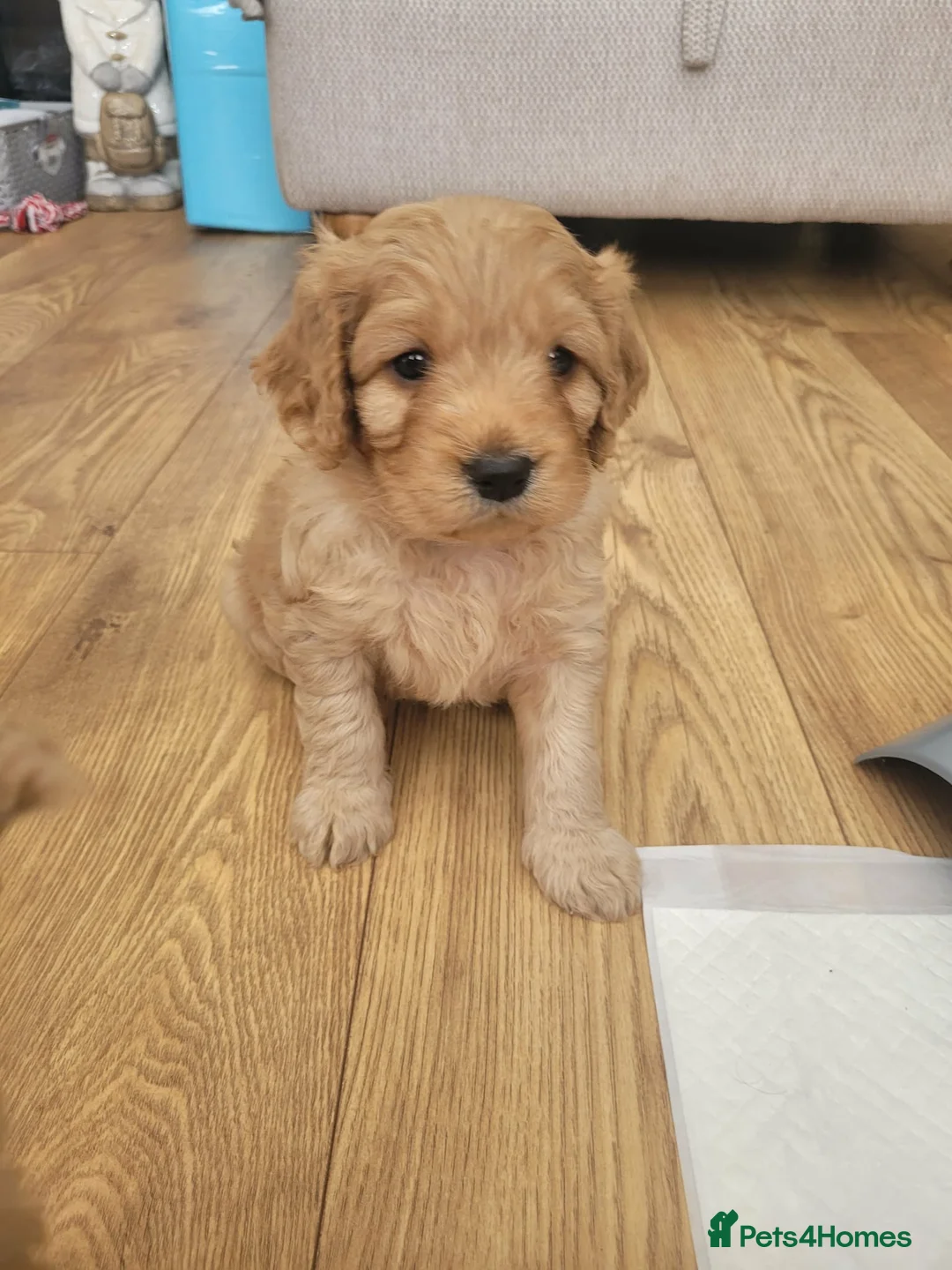 Mixed Breed dogs for sale: Female Cavapoochon puppies in Merthyr Tydfil - Advert 4