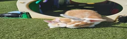 Continental Giant rabbits for sale: CONTINENTAL GIANTS  one female left black & white - Advert 2