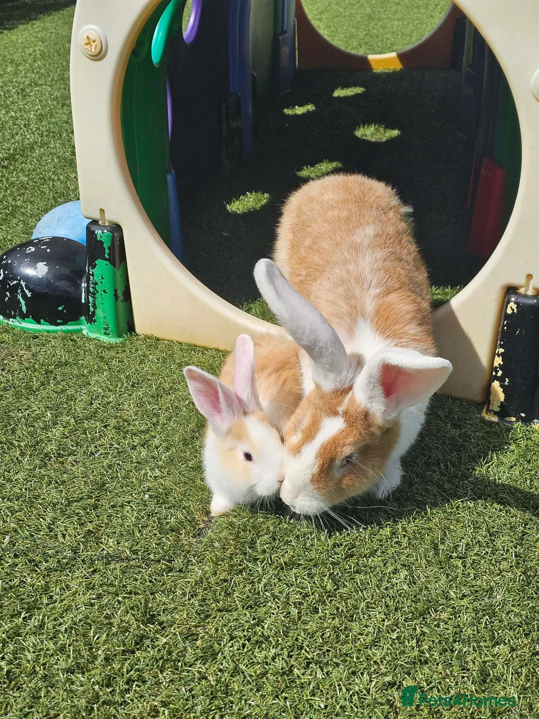 Continental Giant rabbits for sale: CONTINENTAL GIANTS  one female left black & white - Advert 2