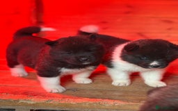 Akita dogs for sale: Beautiful KC Registered American Akita Puppies - Image 2