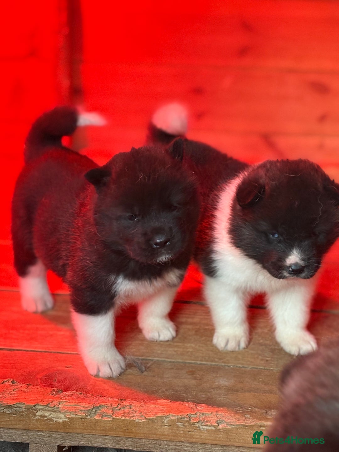 Akita dogs for sale: Beautiful KC Registered American Akita Puppies - Image 2
