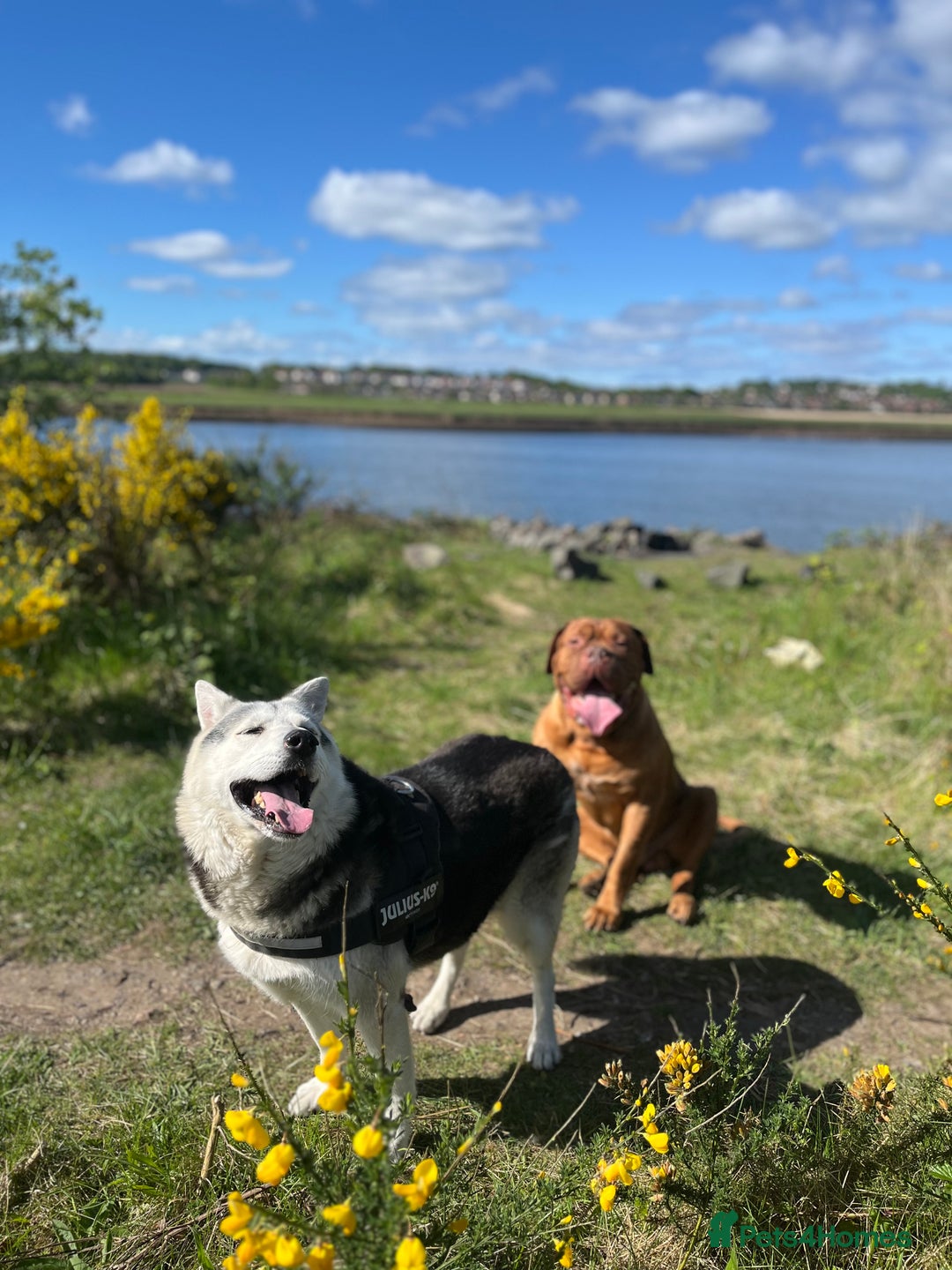 Dogue De Bordeaux dogs for stud: Dogue de Bordeaux For stud Enzo  - Image 7