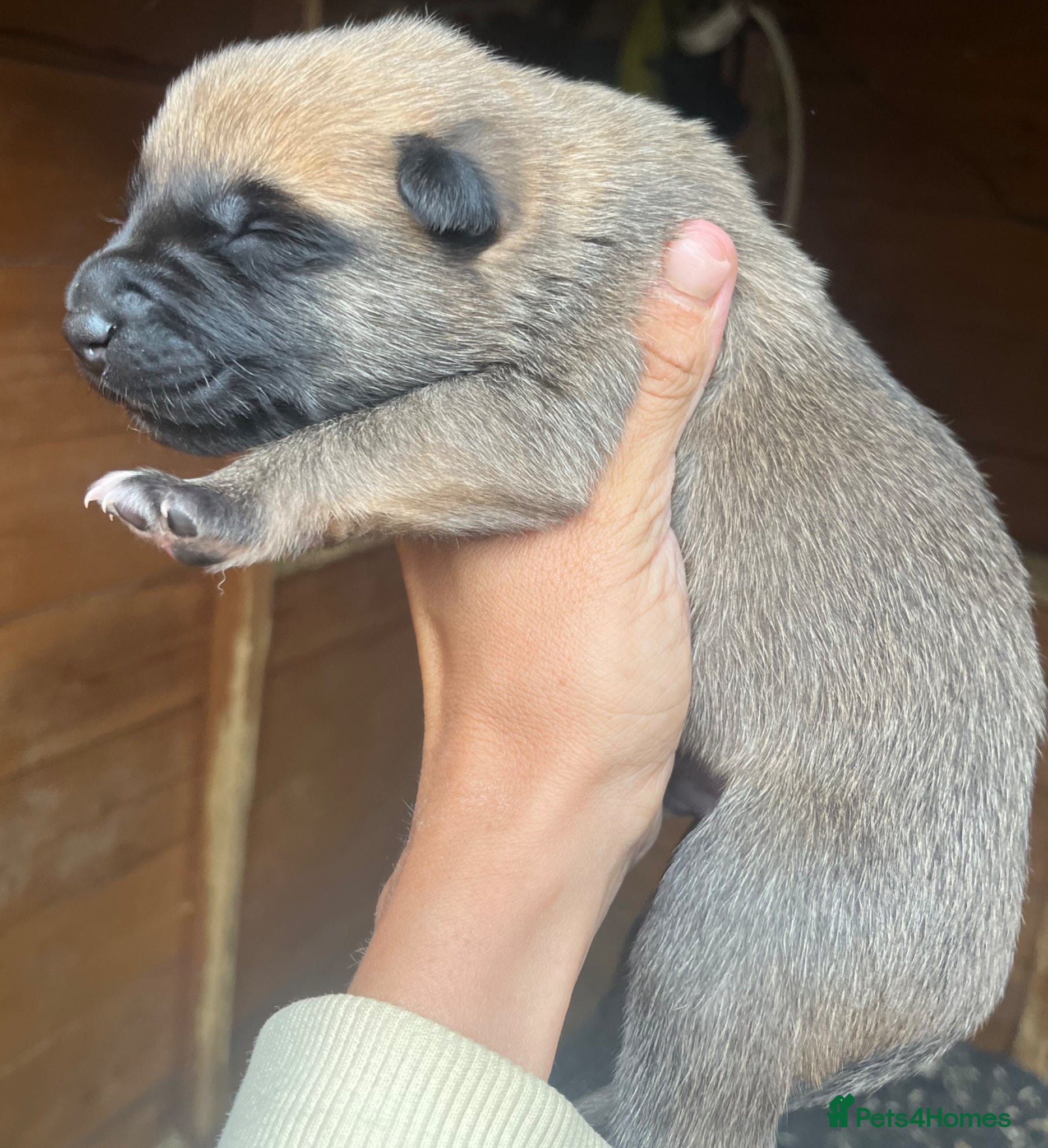 Belgian Shepherd Dog dogs for sale: Gorgeous Malinois Puppies ‼️ - Advert 8