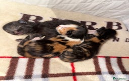 Domestic Shorthair cats for sale: Our beautiful Girl has had a litter of 3  - Image 6