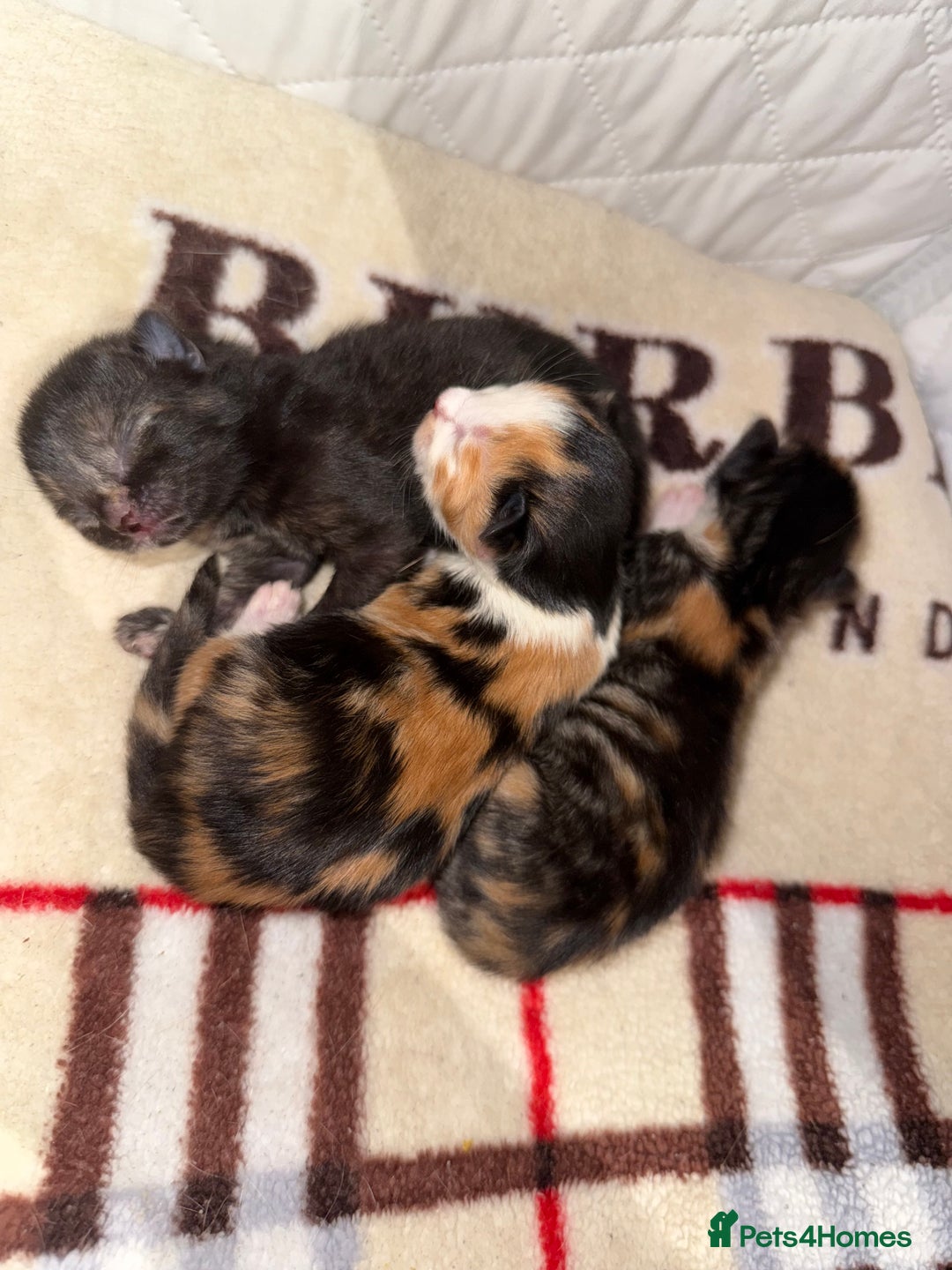 Domestic Shorthair cats for sale: Our beautiful Girl has had a litter of 3  - Image 6