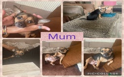 Chihuahua dogs for sale: 2 beautiful long haired Chihuahua Boys - Image 3