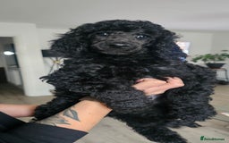 Standard Poodle dogs for sale: Last 3 Boys! KC standard poodle for sale ! - Image 13