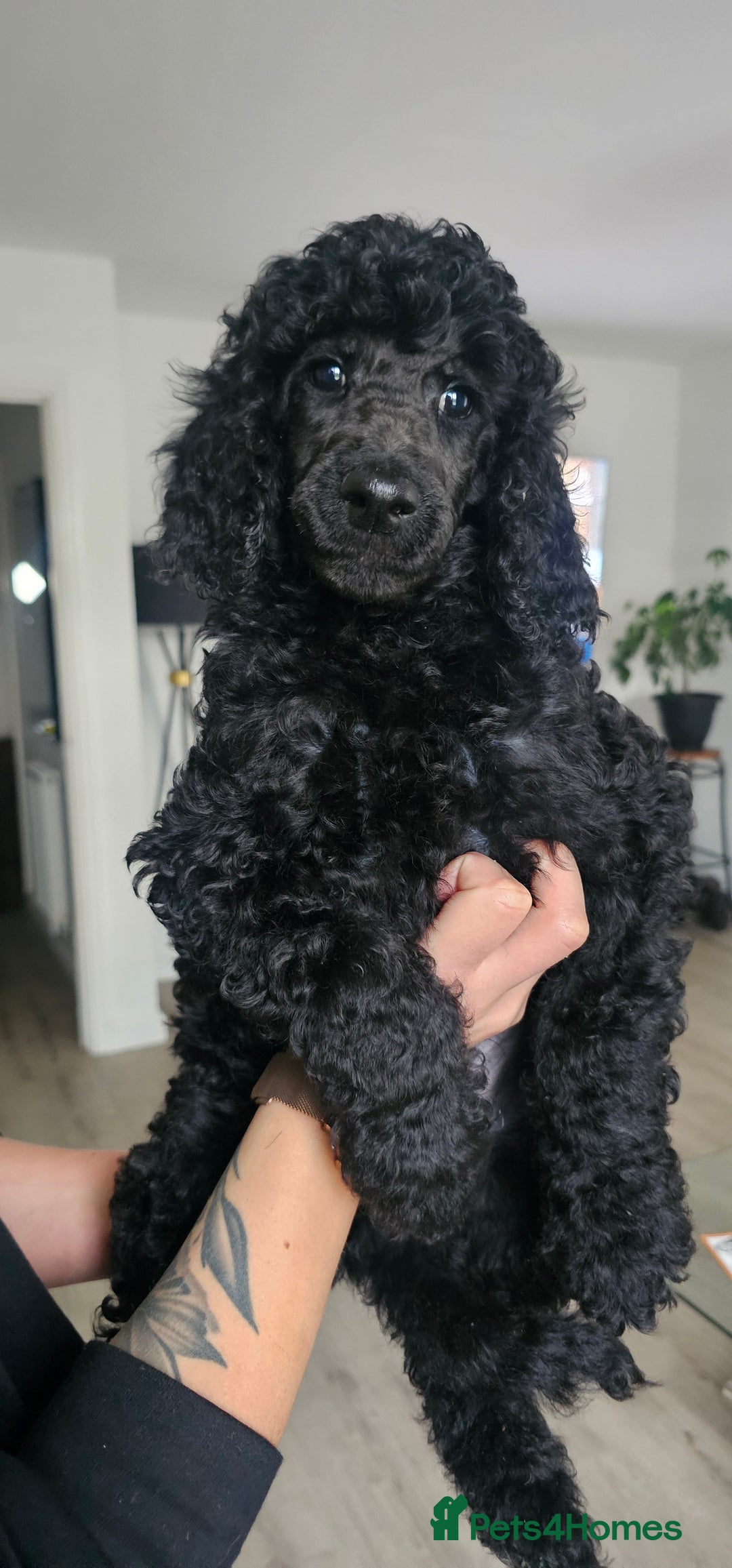 Standard Poodle dogs for sale: Last 3 Boys! KC standard poodle for sale ! - Image 13