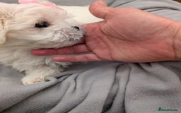 Maltese dogs for sale: Beautiful Small Size Maltese ONLY TWO PUPPIES LEFT - Image 3
