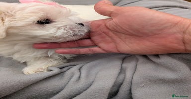 Maltese dogs - Advert 5
