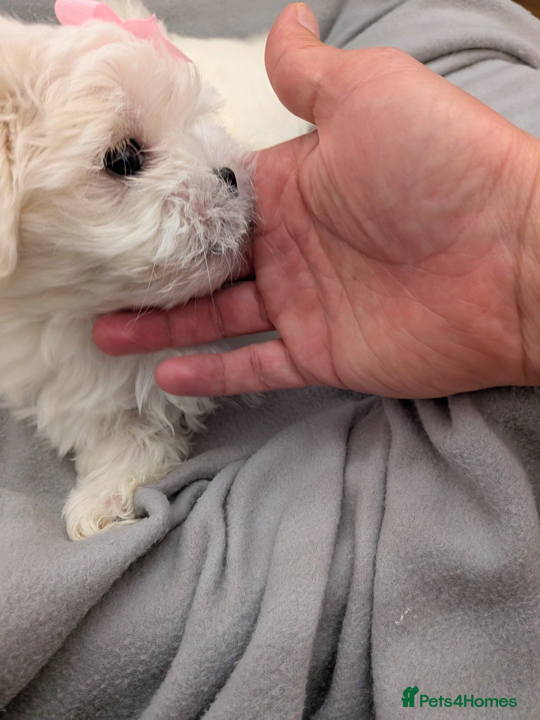 Maltese dogs for sale: Beautiful Small Size Maltese ONLY TWO PUPPIES LEFT - Image 3