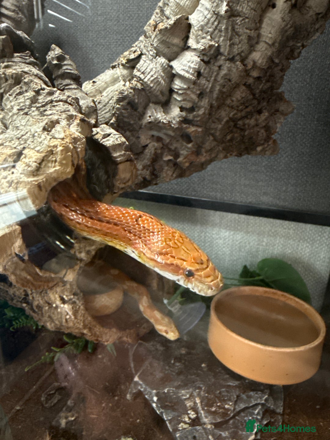 Corn Snake reptiles for sale: Male and female corn snakes and enclosure - Advert 5