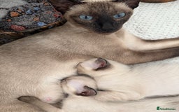 Siamese cats for sale: 2 male sealpoint siamese  - Image 10