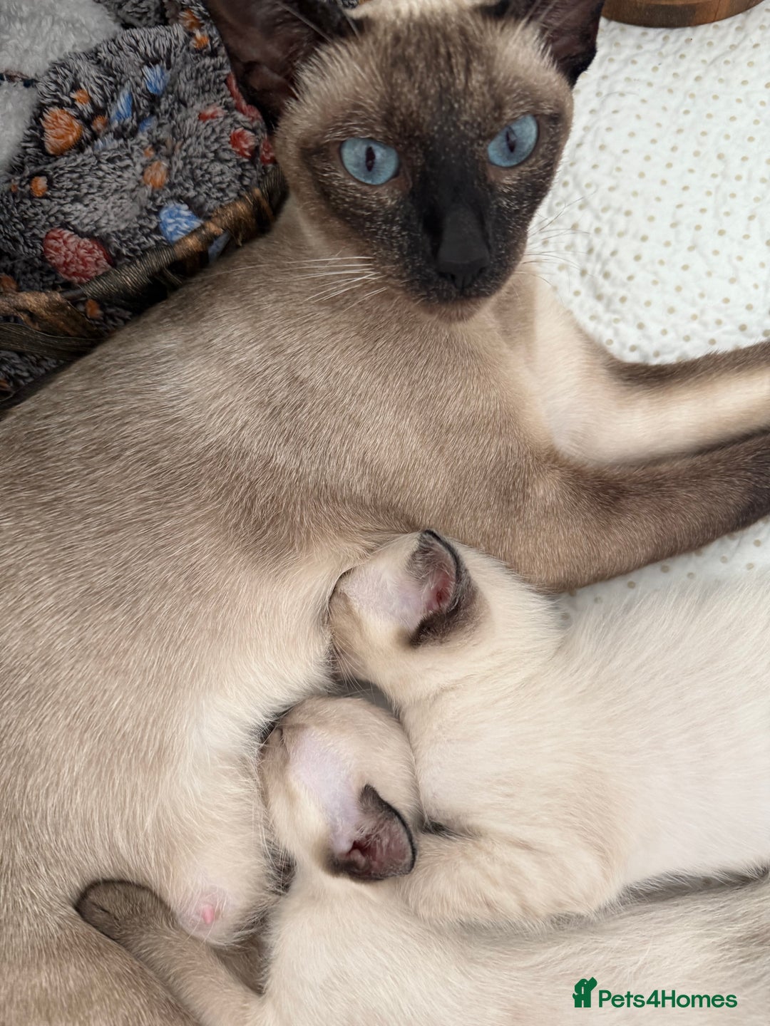 Siamese cats for sale: 2 male sealpoint siamese  - Image 10