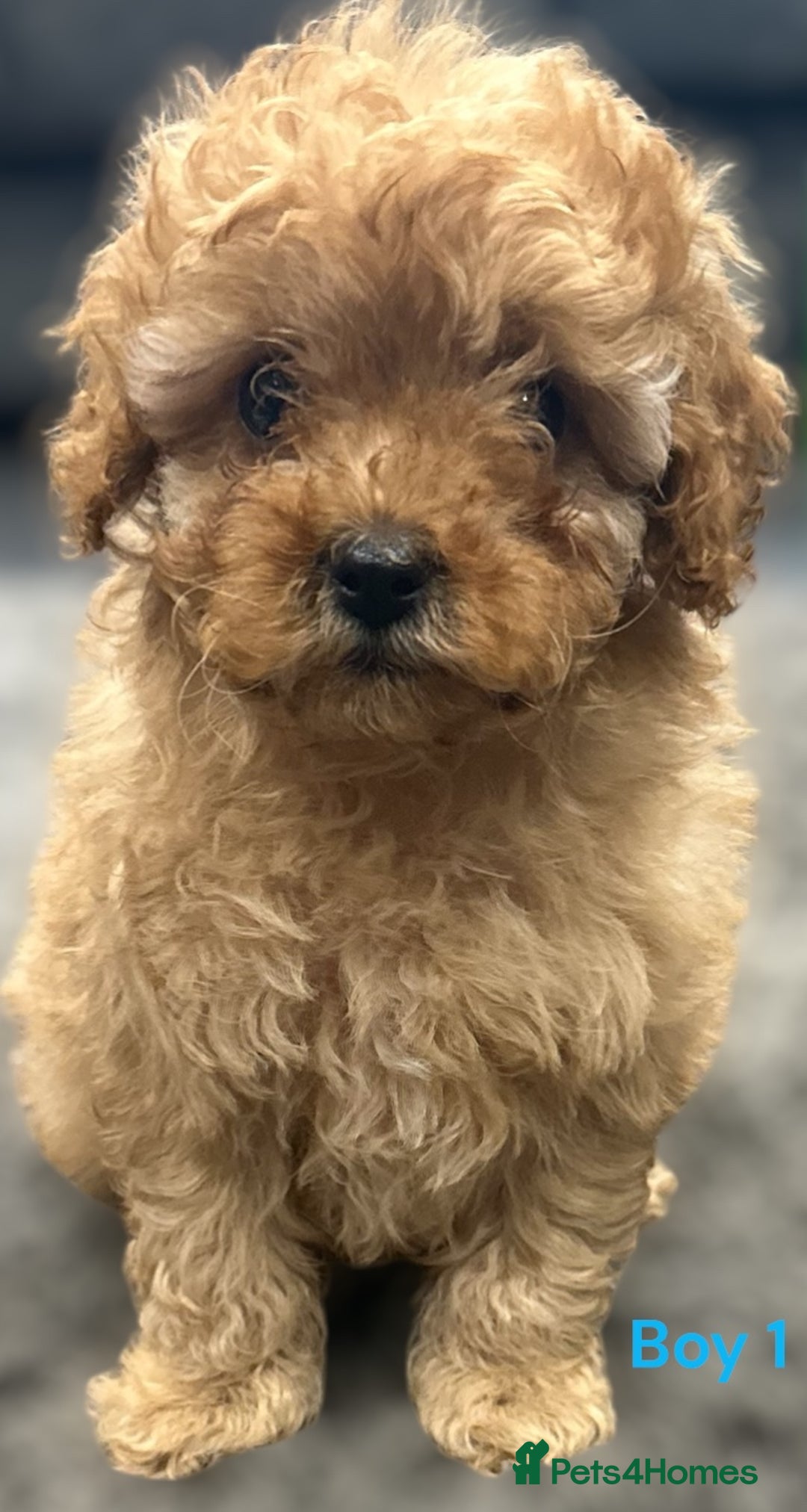 Cavapoo dogs for sale: ** TOY CAVAPOO PUPPIES BVA/PRA CLEAR ** - Image 1
