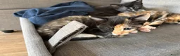 Mixed Breed cats for sale: Beautiful Part-Ragdoll Kittens in Bristol - Advert 9