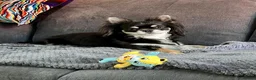 Chihuahua dogs for stud: For Stud - Advert 7