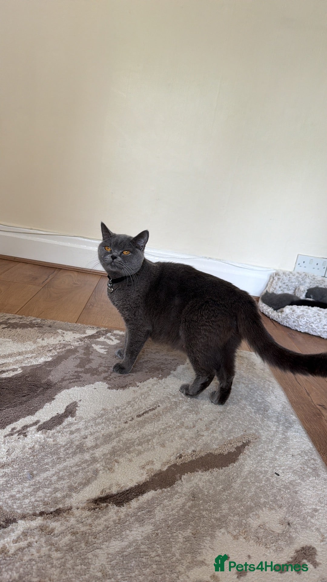 British Shorthair cats Beautiful British Shorthair Kittens - Advert 1