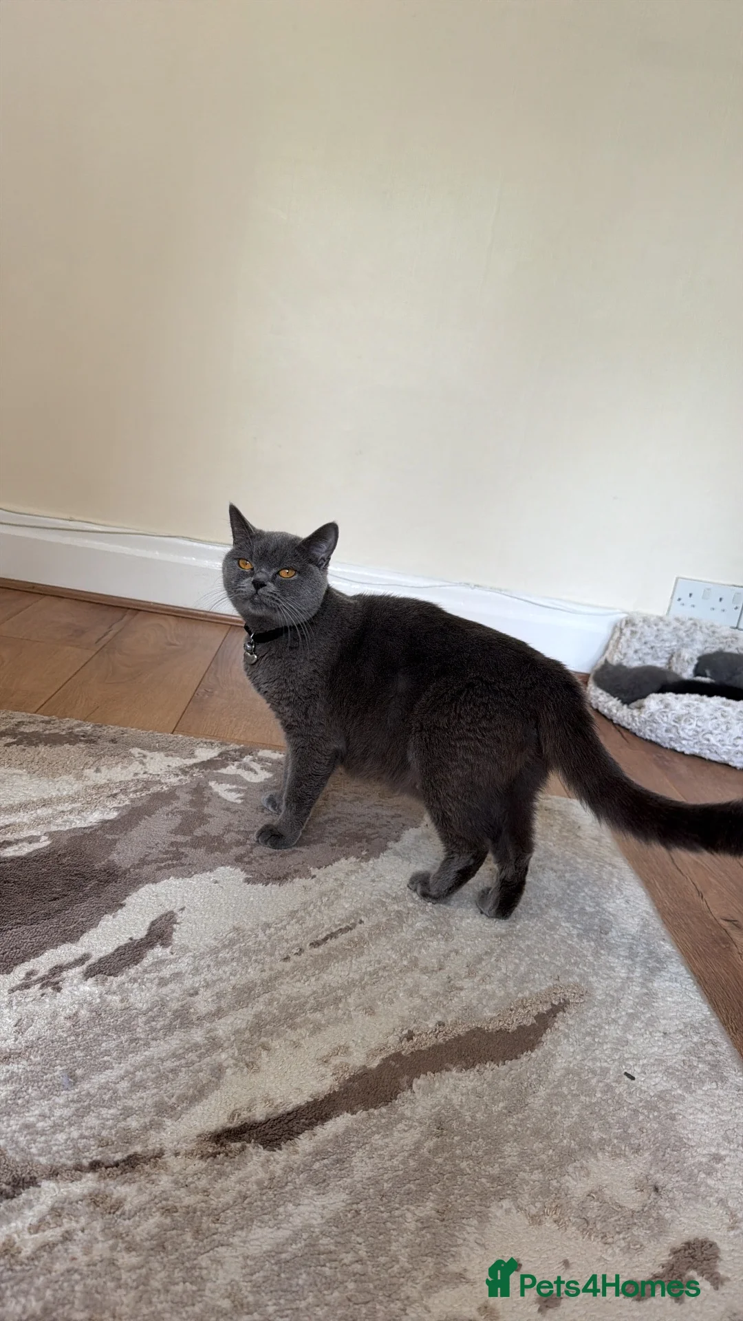 British Shorthair cats for sale: Beautiful British Shorthair Kittens - Advert 1