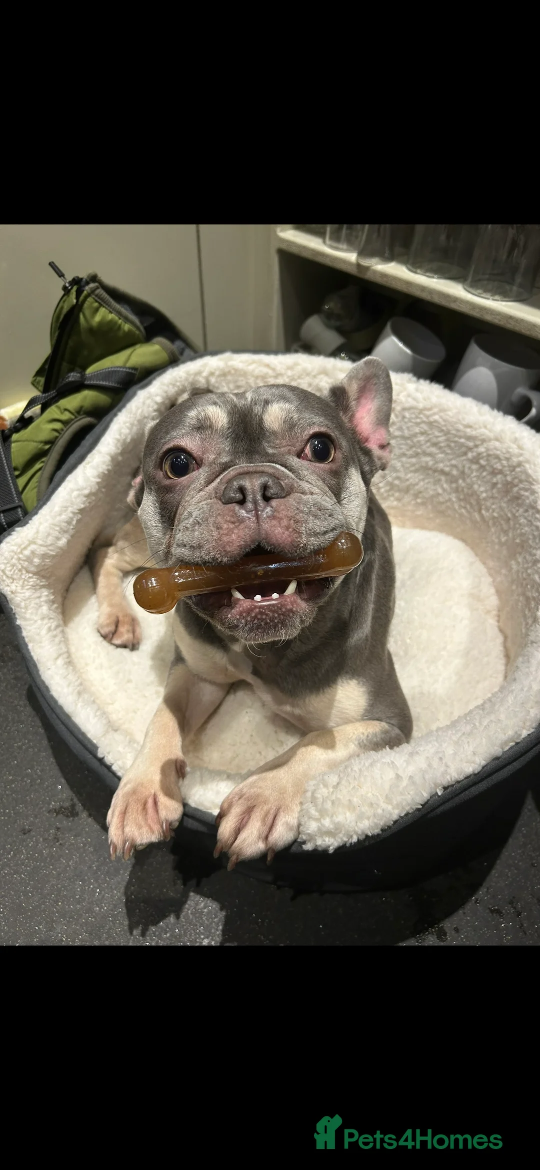 Mixed Breed dogs for sale: French bulldog x springer spaniel pups - Advert 5